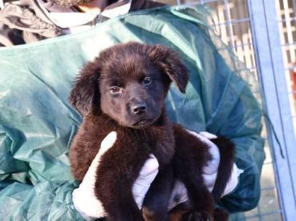 Neugieriger Pluto sucht seine Menschen