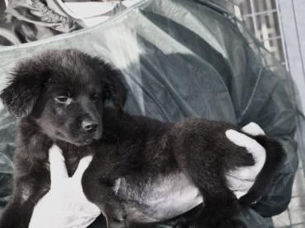 Neugieriger Pluto sucht seine Menschen