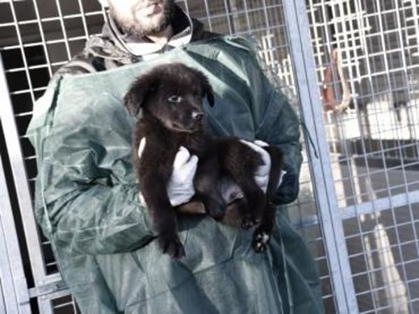 Neugieriger Pluto sucht seine Menschen