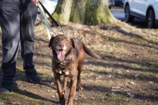 Pedro sucht sein neues Zuhause