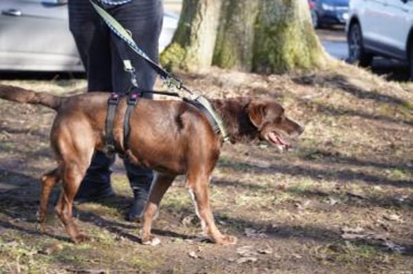 Pedro sucht sein neues Zuhause