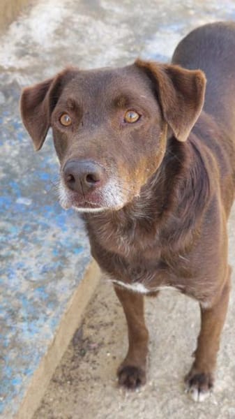 Pedro sucht sein neues Zuhause