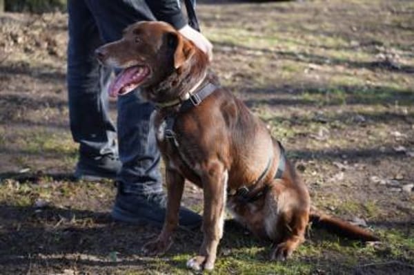 Pedro sucht sein neues Zuhause