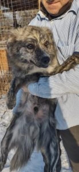 Benzi 40 cm (Pflegestelle)