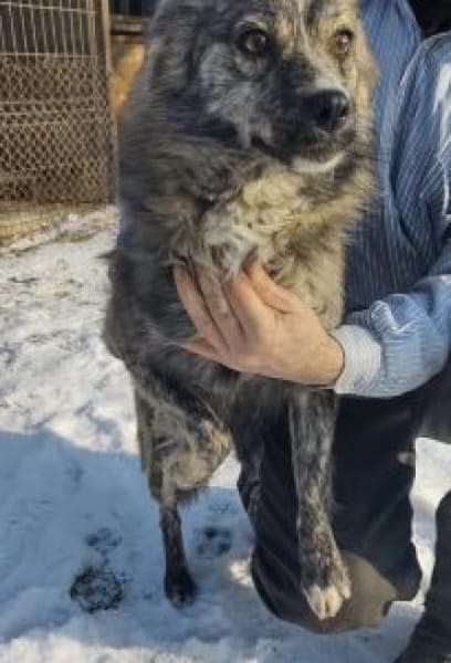 Benzi 40 cm (Pflegestelle)