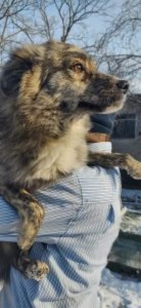 Benzi 40 cm (Pflegestelle)