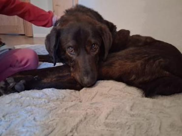 Matty sucht seine Familie