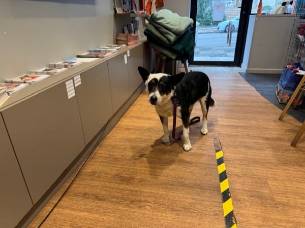 Toby (en cours d'adoption)