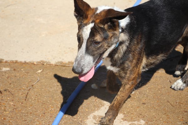 OKEL  (Puertollano)