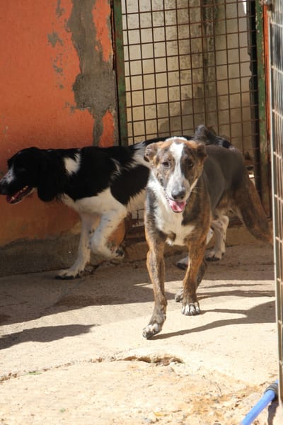 OKEL  (Puertollano)