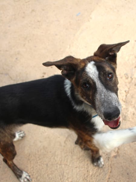 OKEL  (Puertollano)