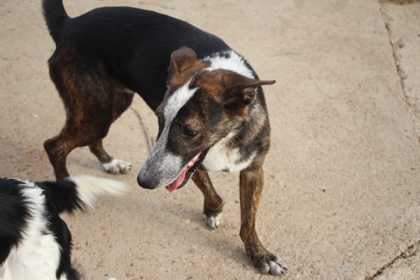 OKEL  (Puertollano)