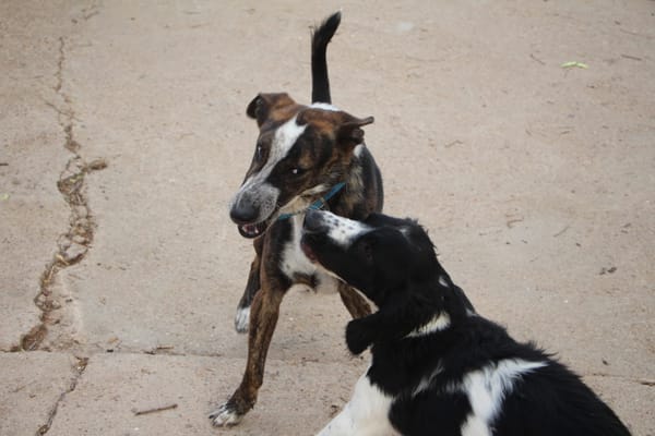 OKEL  (Puertollano)