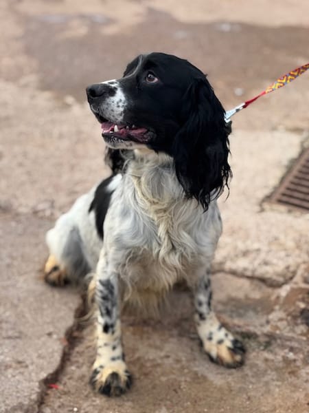 PISTO  (Puertollano)