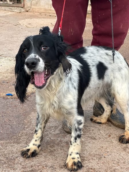 PISTO  (Puertollano)