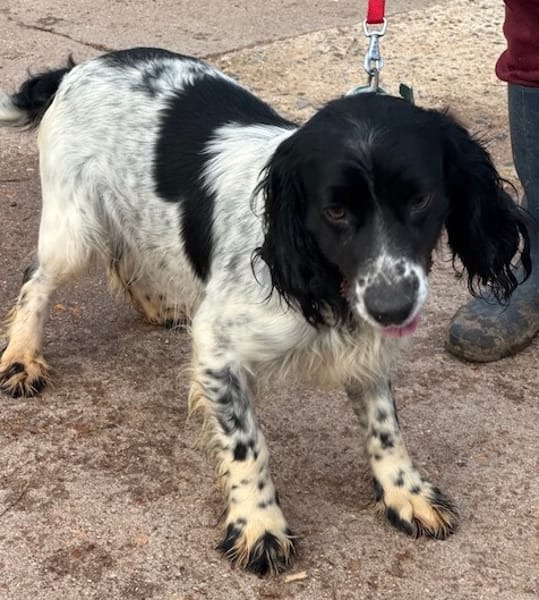 PISTO  (Puertollano)