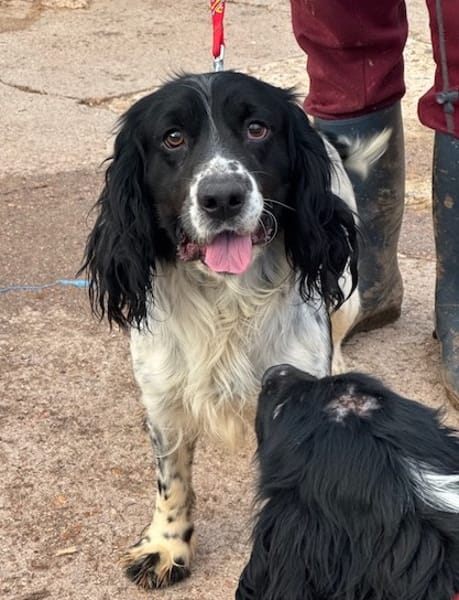 PISTO  (Puertollano)