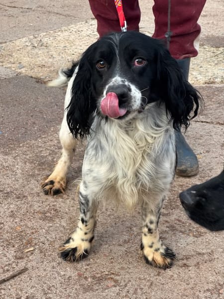 PISTO  (Puertollano)