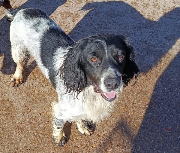 PISTO  (Puertollano)