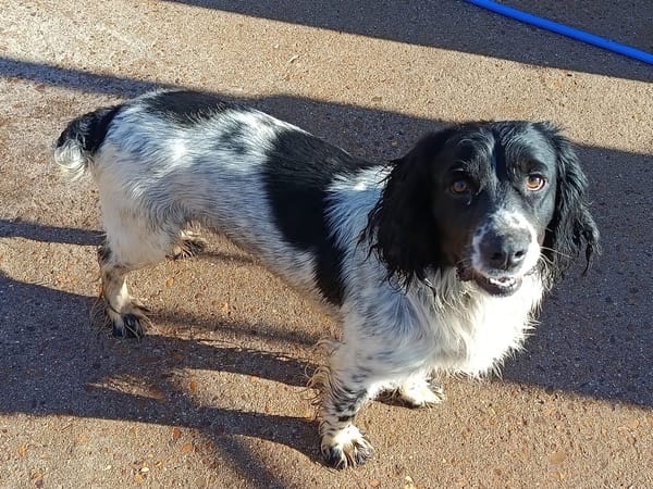 PISTO  (Puertollano)