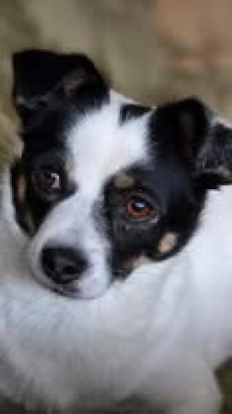 Buffy 🥰 sucht ihr besonders Zuhause