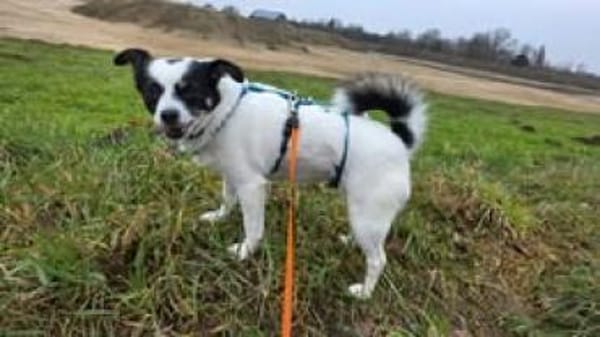 Buffy 🥰 sucht ihr besonders Zuhause