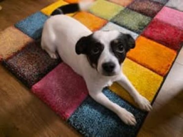 Buffy 🥰 sucht ihr besonders Zuhause