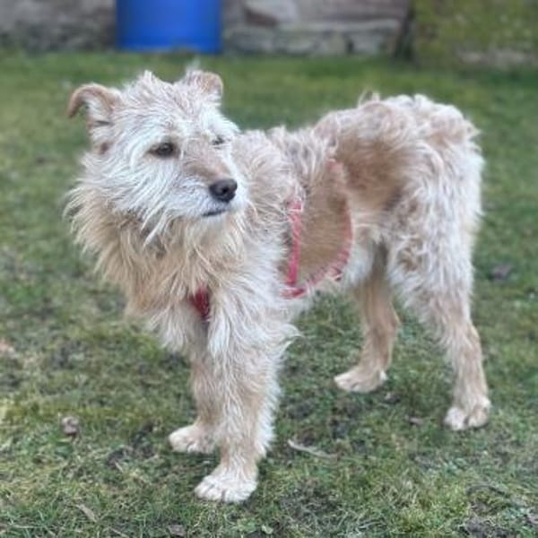 TEO SUCHT EIN RUHIGES ZUHAUSE