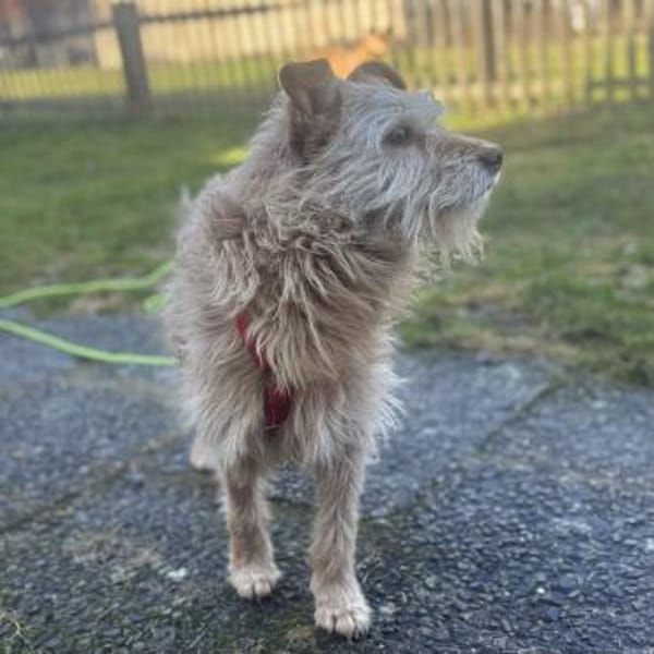 TEO SUCHT EIN RUHIGES ZUHAUSE