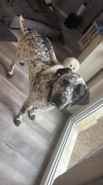 Herzenshund Bobby sucht Familie