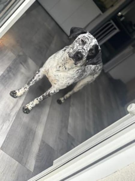 Herzenshund Bobby sucht Familie