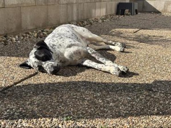 Herzenshund Bobby sucht Familie