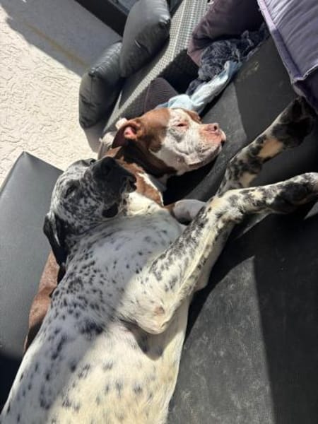 Herzenshund Bobby sucht Familie