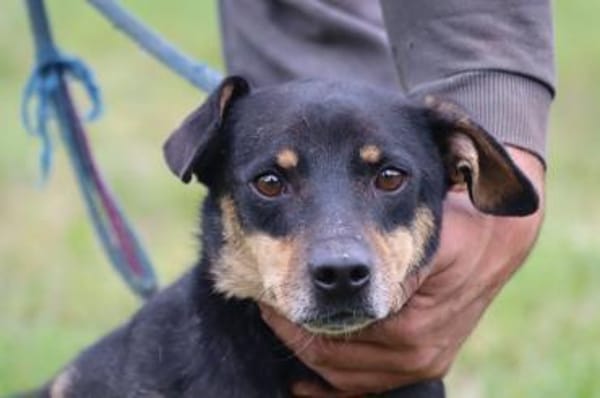 Tim - zutraulicher, kleiner Rüde