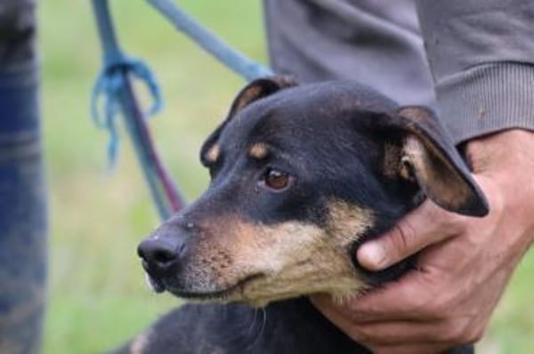 Tim - zutraulicher, kleiner Rüde