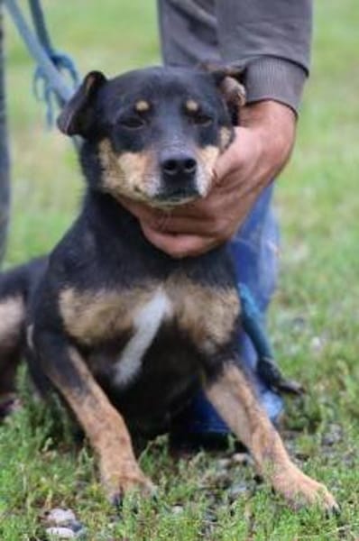 Tim - zutraulicher, kleiner Rüde