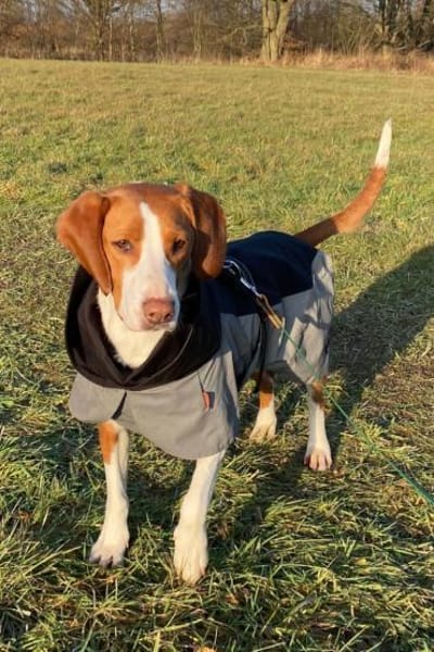 Rosie 💗 wartet in 23617 Stockelsdorf