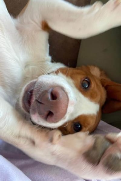 Rosie 💗 wartet in 23617 Stockelsdorf