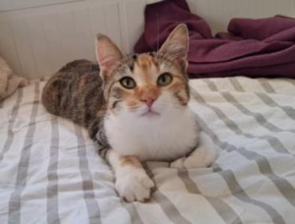 Jade - entzückende Schmusekatze > Video