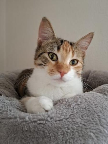 Jade - entzückende Schmusekatze > Video