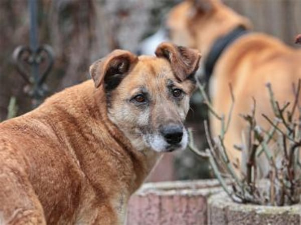 Morina - wartet in 91080 Spardorf