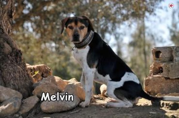 MELVIN