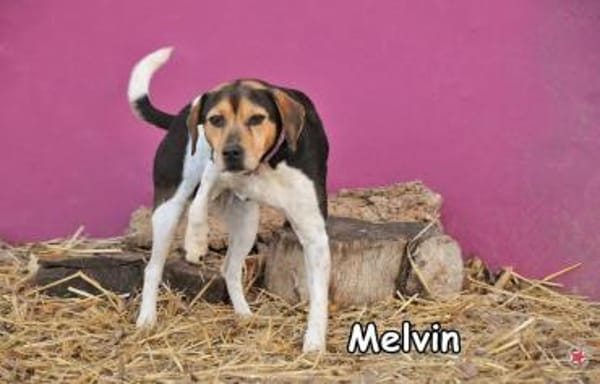 MELVIN