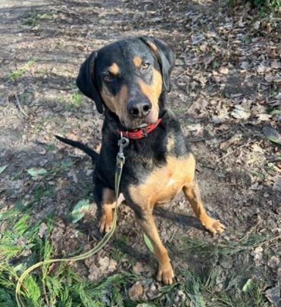 DAVIDO * ein imposanter Rüde