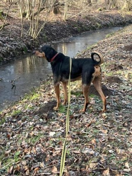 DAVIDO * ein imposanter Rüde