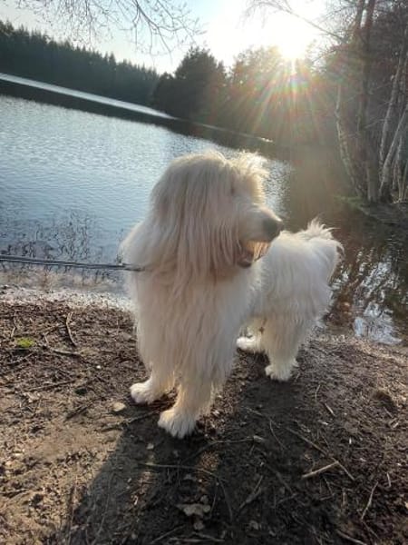 Ice Mioritic Mix,Trennungshund Abgabe