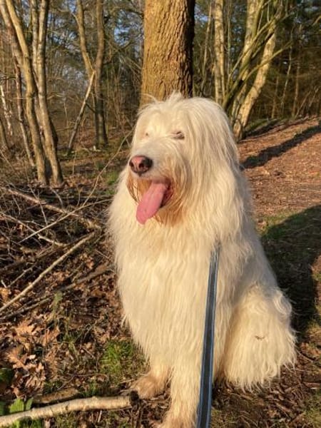 Ice Mioritic Mix,Trennungshund Abgabe