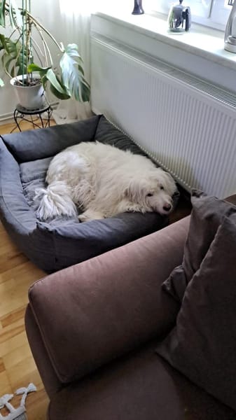 Ice Mioritic Mix,Trennungshund Abgabe