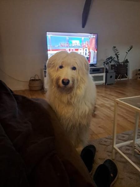 Ice Mioritic Mix,Trennungshund Abgabe