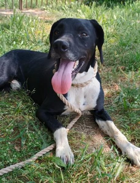 JECKI - sucht seinen Neuanfang